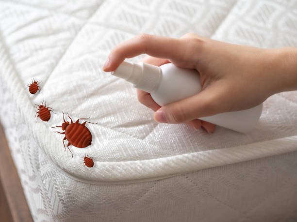 Flea Control Services in Boone, NC
