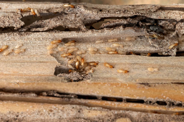 Best Wildlife Control Services  in Boone, NC