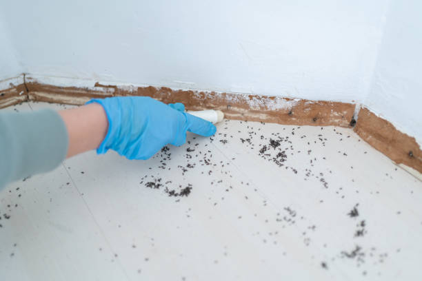 Best Pest Control for Businesses  in Boone, NC